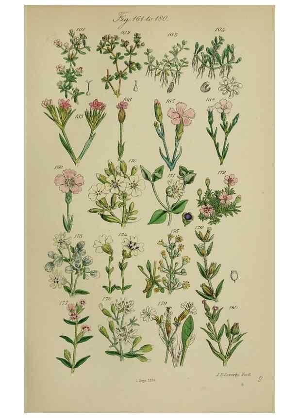 Reproducción/Reproduction 7507465034: British wild flowers.. London,J. Van Voorst,1876.