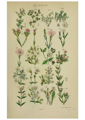 Reproducción/Reproduction 7507465034: British wild flowers.. London,J. Van Voorst,1876.