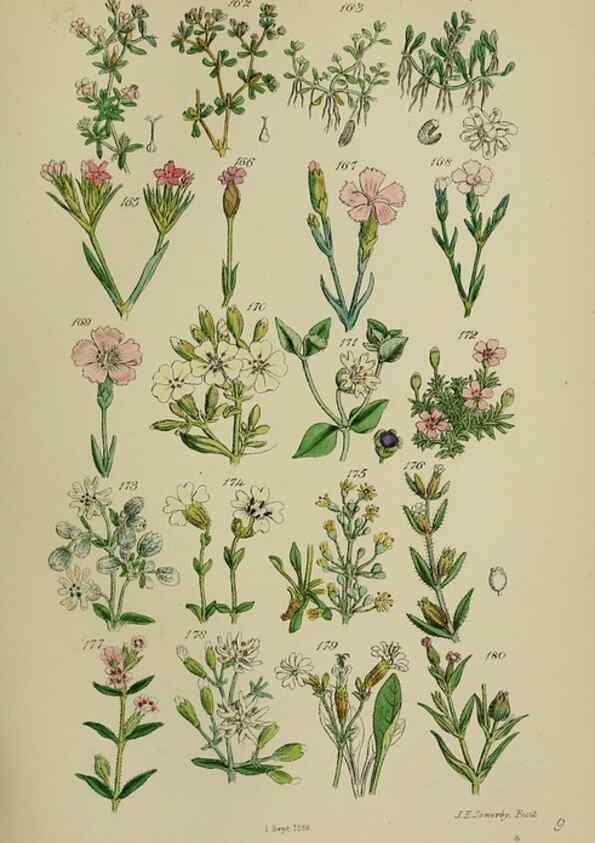 Reproducción/Reproduction 7507465034: British wild flowers.. London,J. Van Voorst,1876.