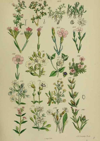 Reproducción/Reproduction 7507465034: British wild flowers.. London,J. Van Voorst,1876.