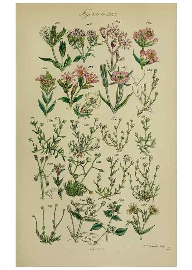 Reproducción/Reproduction 7507466692: British wild flowers.. London,J. Van Voorst,1876.