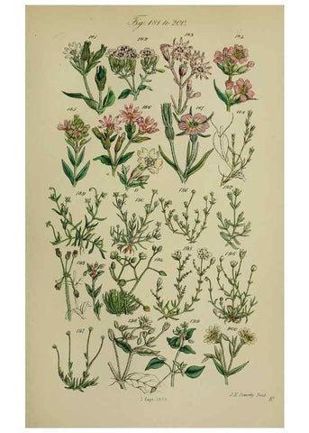 Reproducción/Reproduction 7507466692: British wild flowers.. London,J. Van Voorst,1876.