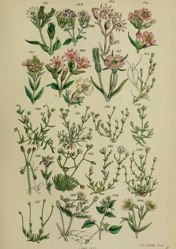 Reproducción/Reproduction 7507466692: British wild flowers.. London,J. Van Voorst,1876.
