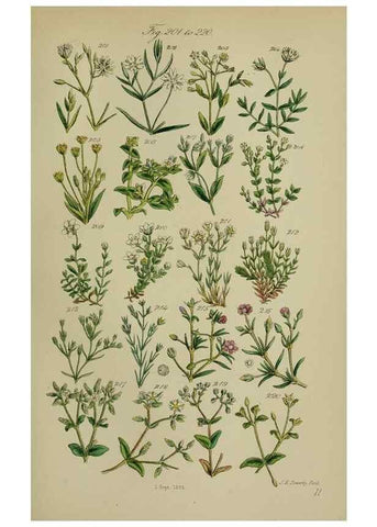 Reproducción/Reproduction 7507468016: British wild flowers.. London,J. Van Voorst,1876.