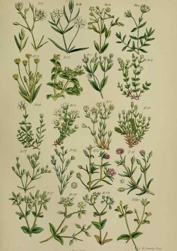 Reproducción/Reproduction 7507468016: British wild flowers.. London,J. Van Voorst,1876.