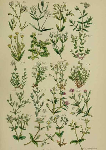 Reproducción/Reproduction 7507468016: British wild flowers.. London,J. Van Voorst,1876.