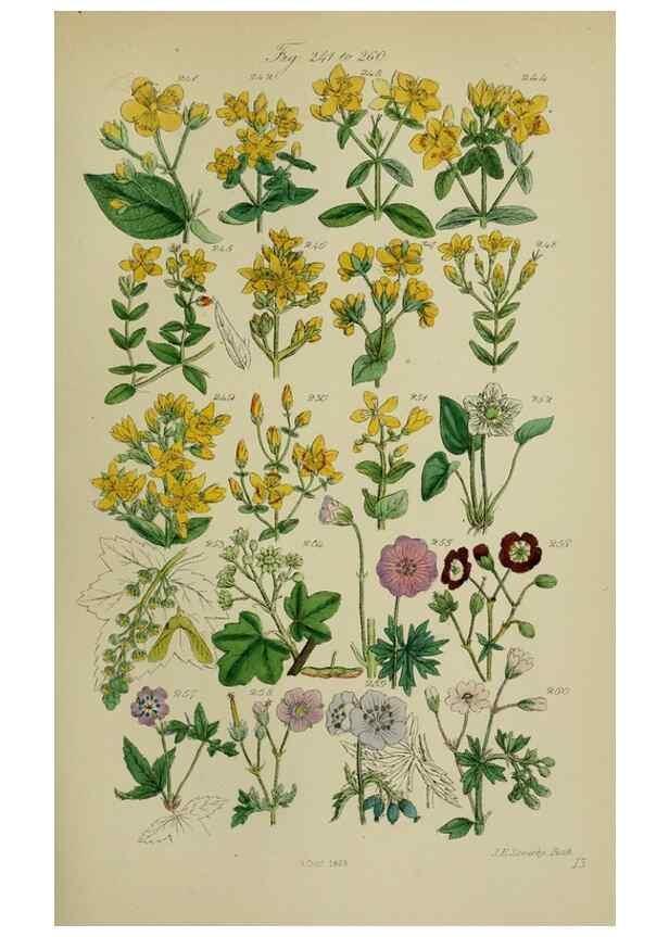 Reproducción/Reproduction 7507470600: British wild flowers.. London,J. Van Voorst,1876.