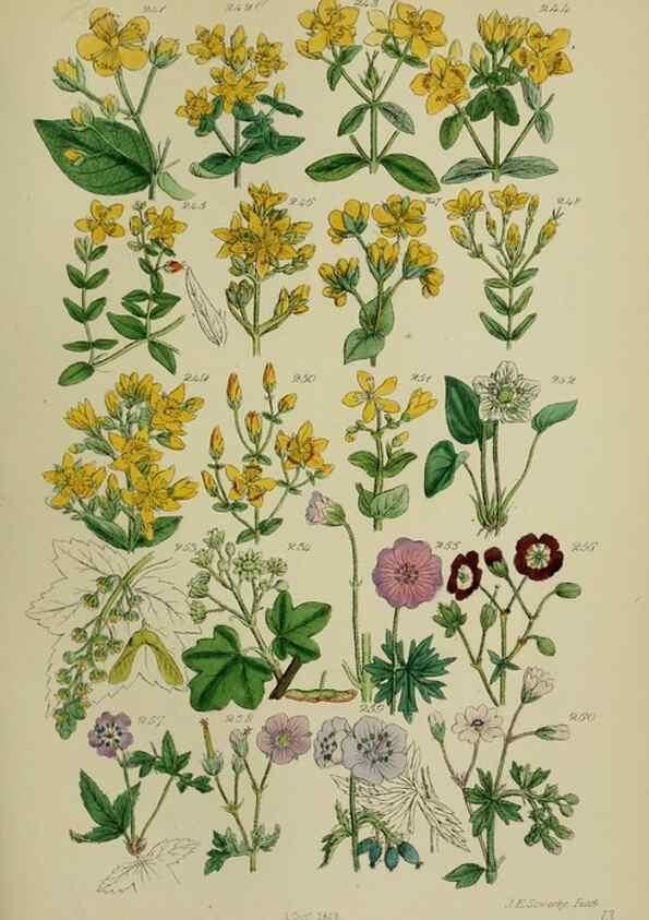 Reproducción/Reproduction 7507470600: British wild flowers.. London,J. Van Voorst,1876.