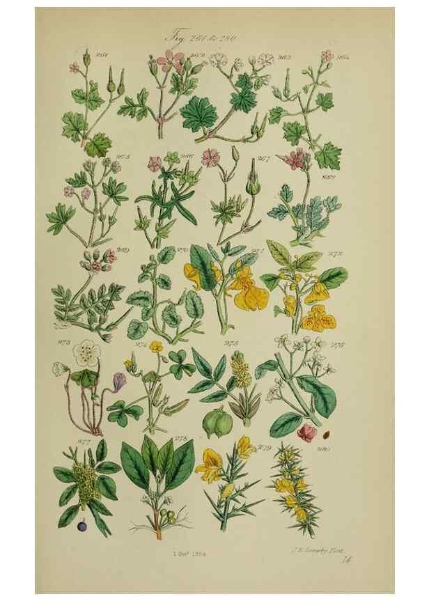 Reproducción/Reproduction 7507472256: British wild flowers.. London,J. Van Voorst,1876.
