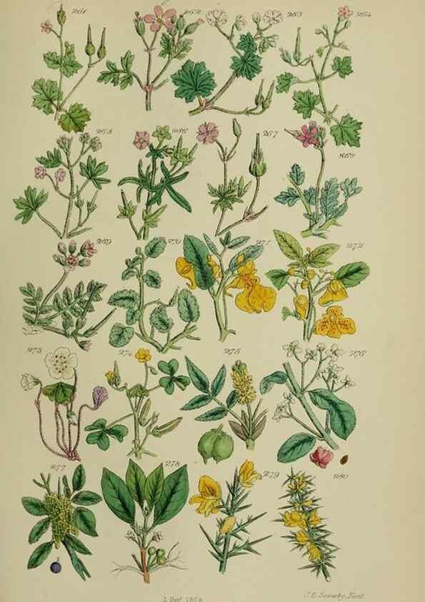 Reproducción/Reproduction 7507472256: British wild flowers.. London,J. Van Voorst,1876.