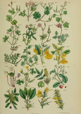 Reproducción/Reproduction 7507472256: British wild flowers.. London,J. Van Voorst,1876.