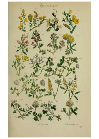 Reproducción/Reproduction 7507473760: British wild flowers.. London,J. Van Voorst,1876.