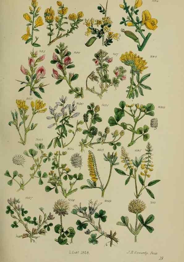 Reproducción/Reproduction 7507473760: British wild flowers.. London,J. Van Voorst,1876.