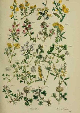 Reproducción/Reproduction 7507473760: British wild flowers.. London,J. Van Voorst,1876.