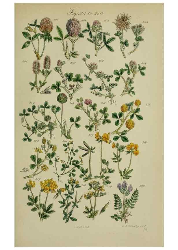 Reproducción/Reproduction 7507475094: British wild flowers.. London,J. Van Voorst,1876.