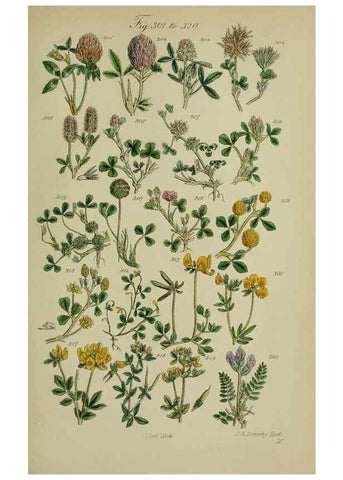 Reproducción/Reproduction 7507475094: British wild flowers.. London,J. Van Voorst,1876.