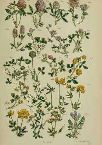 Reproducción/Reproduction 7507475094: British wild flowers.. London,J. Van Voorst,1876.