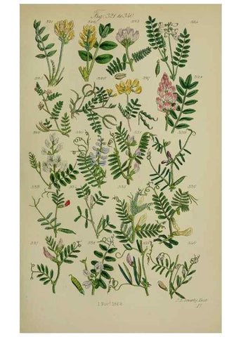 Reproducción/Reproduction 7507476292: British wild flowers.. London,J. Van Voorst,1876.