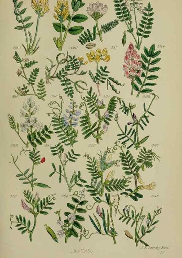 Reproducción/Reproduction 7507476292: British wild flowers.. London,J. Van Voorst,1876.