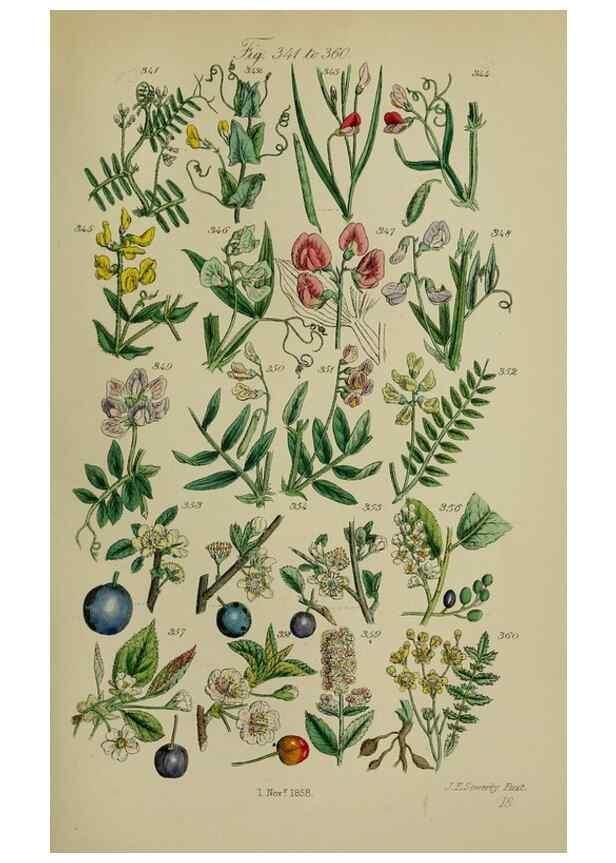 Reproducción/Reproduction 7507478556: British wild flowers.. London,J. Van Voorst,1876.