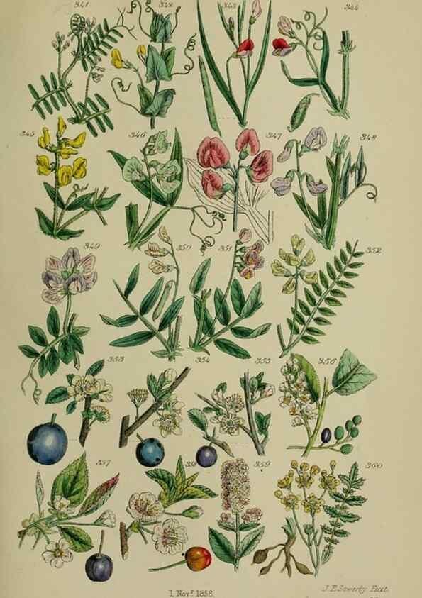 Reproducción/Reproduction 7507478556: British wild flowers.. London,J. Van Voorst,1876.