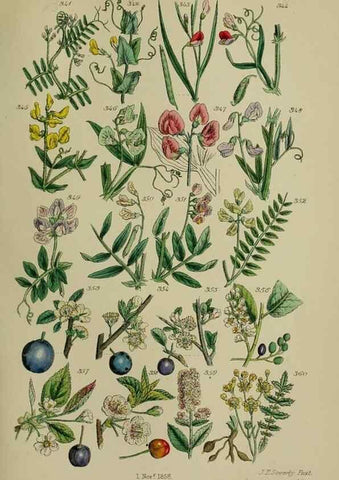 Reproducción/Reproduction 7507478556: British wild flowers.. London,J. Van Voorst,1876.