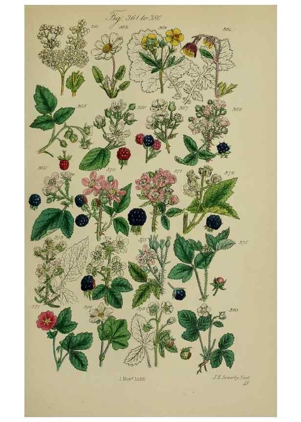 Reproducción/Reproduction 7507479938: British wild flowers.. London,J. Van Voorst,1876.