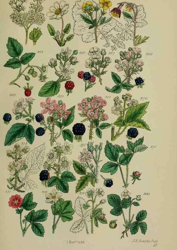 Reproducción/Reproduction 7507479938: British wild flowers.. London,J. Van Voorst,1876.