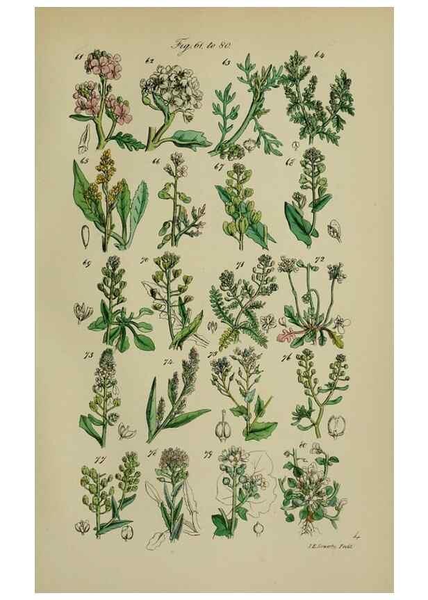 Reproducción/Reproduction 7507458266: British wild flowers.. London,J. Van Voorst,1876.