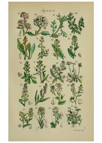 Reproducción/Reproduction 7507458266: British wild flowers.. London,J. Van Voorst,1876.