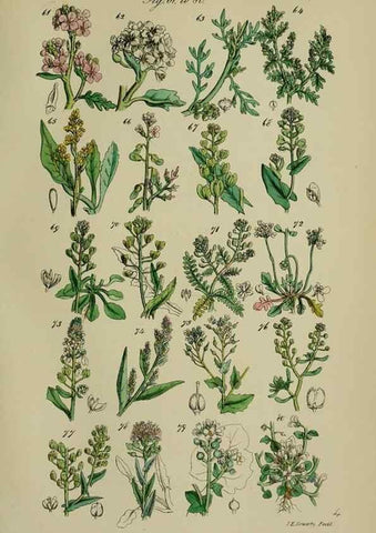Reproducción/Reproduction 7507458266: British wild flowers.. London,J. Van Voorst,1876.