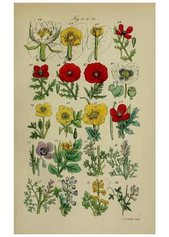 Reproducción/Reproduction 7507456882: British wild flowers.. London,J. Van Voorst,1876.