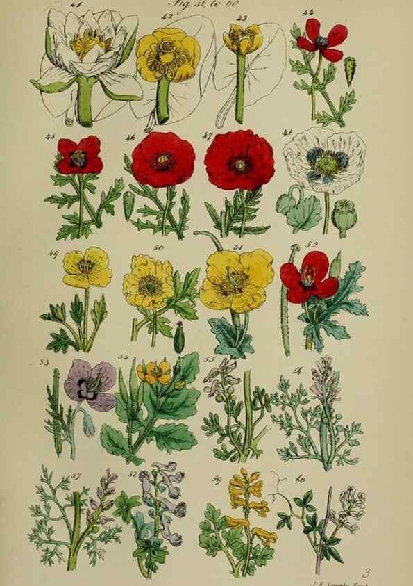 Reproducción/Reproduction 7507456882: British wild flowers.. London,J. Van Voorst,1876.