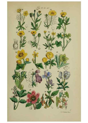 Reproducción/Reproduction 7507455482: British wild flowers.. London,J. Van Voorst,1876.