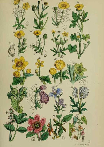 Reproducción/Reproduction 7507455482: British wild flowers.. London,J. Van Voorst,1876.