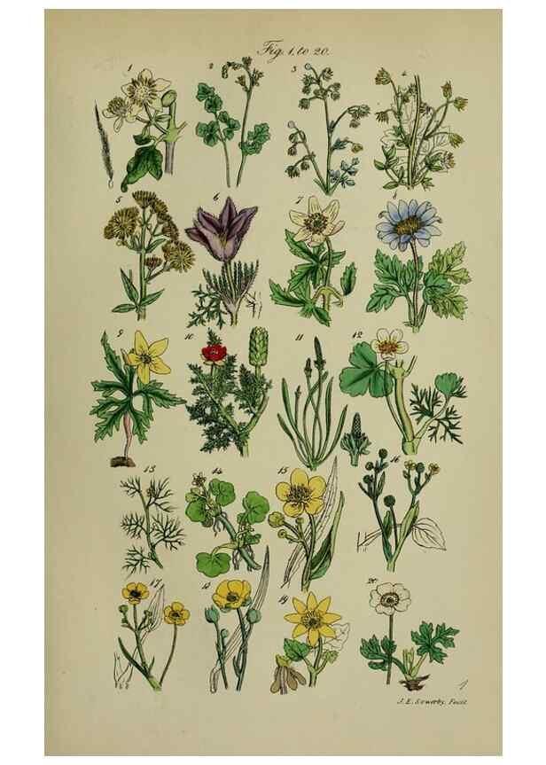 Reproducción/Reproduction 7507454244: British wild flowers.. London,J. Van Voorst,1876.