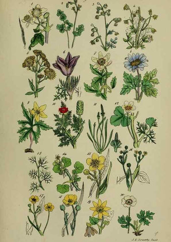 Reproducción/Reproduction 7507454244: British wild flowers.. London,J. Van Voorst,1876.