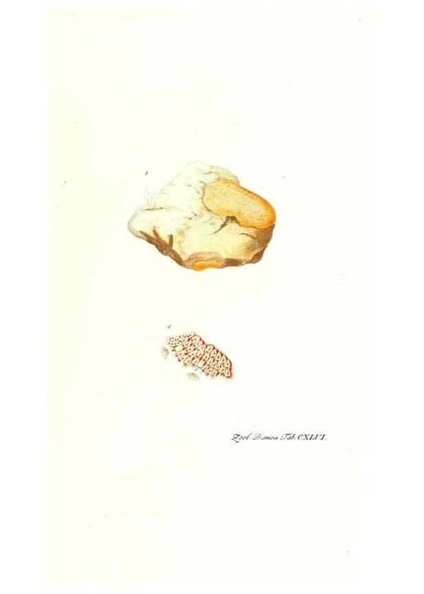 Reproducción/Reproduction 7497780432: Zoologia danica, sev Animalivm Daniae et Norvegiae rariorvm ac minvs notorvm descriptiones et historia .... Havniae :typis N. Mölleri aulae regiae typographi et filii,1788-1806.