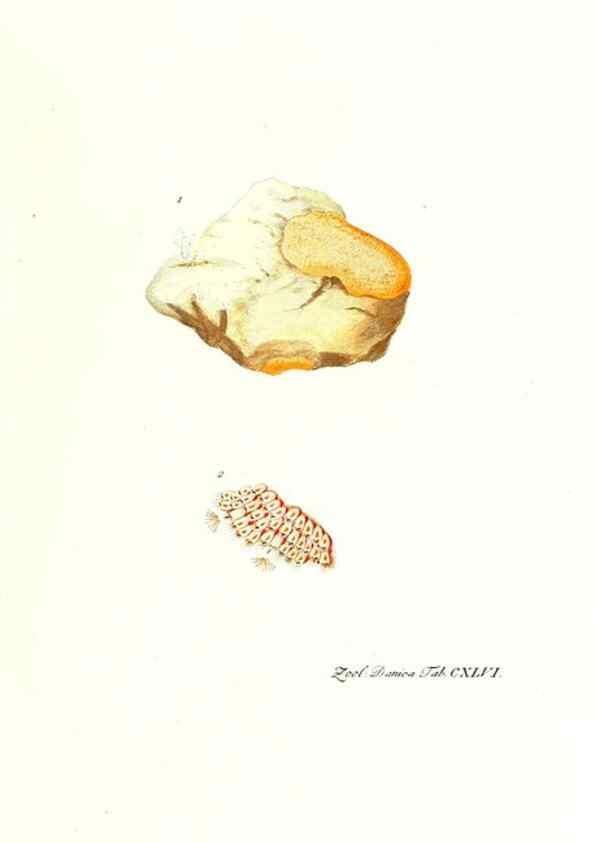 Reproducción/Reproduction 7497780432: Zoologia danica, sev Animalivm Daniae et Norvegiae rariorvm ac minvs notorvm descriptiones et historia .... Havniae :typis N. Mölleri aulae regiae typographi et filii,1788-1806.