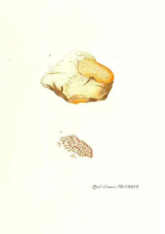 Reproducción/Reproduction 7497780432: Zoologia danica, sev Animalivm Daniae et Norvegiae rariorvm ac minvs notorvm descriptiones et historia .... Havniae :typis N. Mölleri aulae regiae typographi et filii,1788-1806.