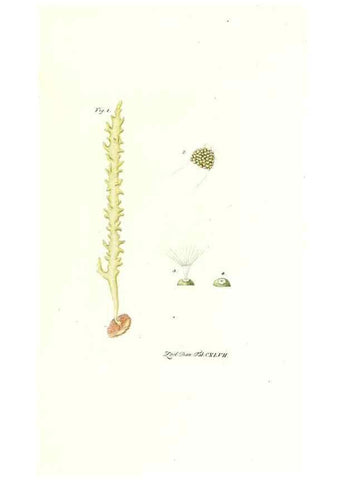 Reproducción/Reproduction 7497781216: Zoologia danica, sev Animalivm Daniae et Norvegiae rariorvm ac minvs notorvm descriptiones et historia .... Havniae :typis N. Mölleri aulae regiae typographi et filii,1788-1806.