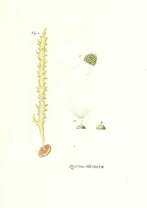 Reproducción/Reproduction 7497781216: Zoologia danica, sev Animalivm Daniae et Norvegiae rariorvm ac minvs notorvm descriptiones et historia .... Havniae :typis N. Mölleri aulae regiae typographi et filii,1788-1806.