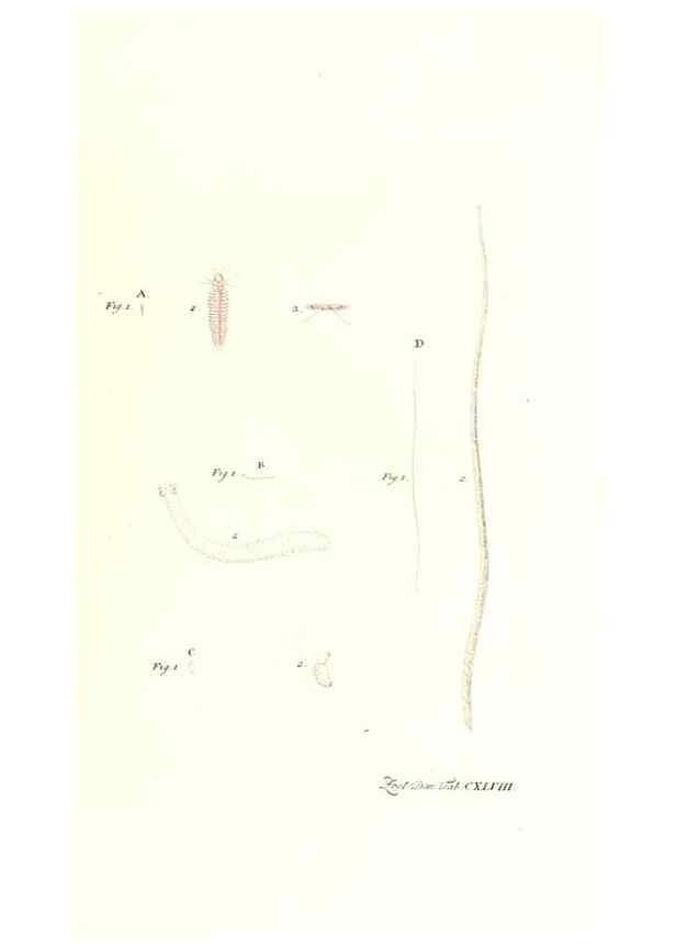 Reproducción/Reproduction 7497781946: Zoologia danica, sev Animalivm Daniae et Norvegiae rariorvm ac minvs notorvm descriptiones et historia .... Havniae :typis N. Mölleri aulae regiae typographi et filii,1788-1806.