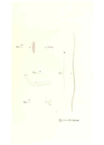 Reproducción/Reproduction 7497781946: Zoologia danica, sev Animalivm Daniae et Norvegiae rariorvm ac minvs notorvm descriptiones et historia .... Havniae :typis N. Mölleri aulae regiae typographi et filii,1788-1806.