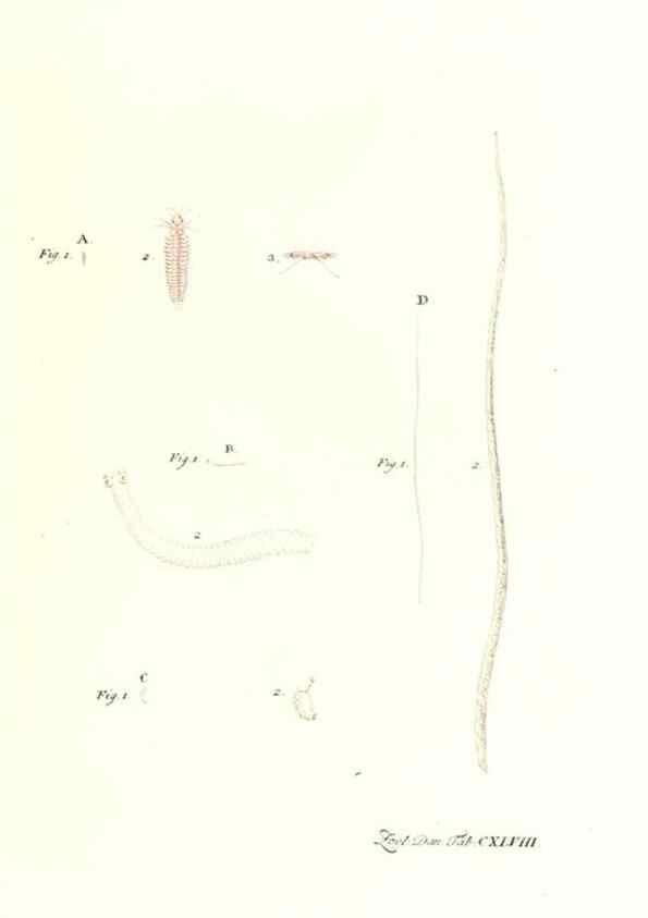 Reproducción/Reproduction 7497781946: Zoologia danica, sev Animalivm Daniae et Norvegiae rariorvm ac minvs notorvm descriptiones et historia .... Havniae :typis N. Mölleri aulae regiae typographi et filii,1788-1806.