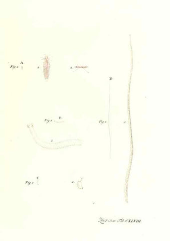 Reproducción/Reproduction 7497781946: Zoologia danica, sev Animalivm Daniae et Norvegiae rariorvm ac minvs notorvm descriptiones et historia .... Havniae :typis N. Mölleri aulae regiae typographi et filii,1788-1806.