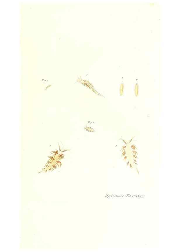 Reproducción/Reproduction 7497782978: Zoologia danica, sev Animalivm Daniae et Norvegiae rariorvm ac minvs notorvm descriptiones et historia .... Havniae :typis N. Mölleri aulae regiae typographi et filii,1788-1806.