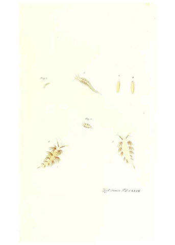 Reproducción/Reproduction 7497782978: Zoologia danica, sev Animalivm Daniae et Norvegiae rariorvm ac minvs notorvm descriptiones et historia .... Havniae :typis N. Mölleri aulae regiae typographi et filii,1788-1806.