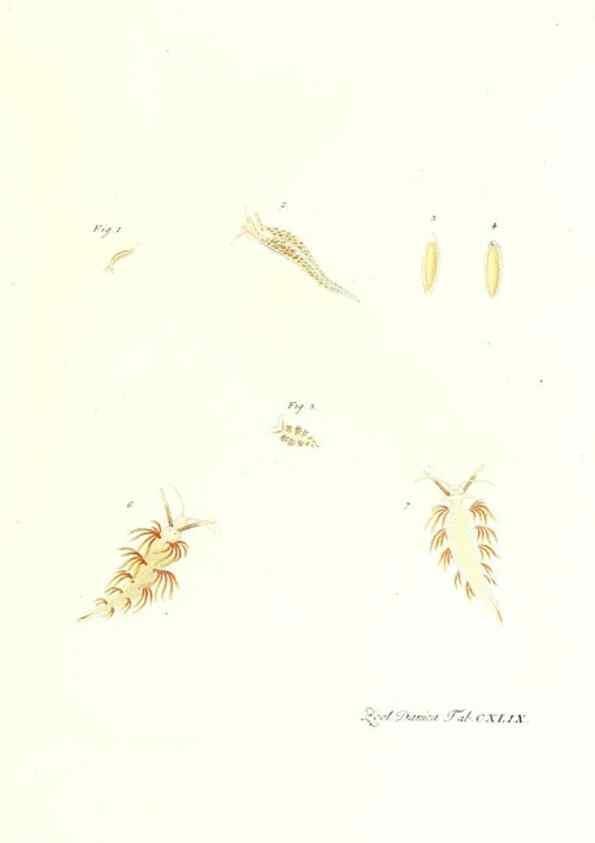 Reproducción/Reproduction 7497782978: Zoologia danica, sev Animalivm Daniae et Norvegiae rariorvm ac minvs notorvm descriptiones et historia .... Havniae :typis N. Mölleri aulae regiae typographi et filii,1788-1806.