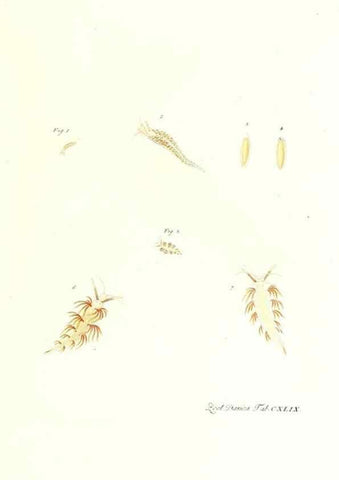Reproducción/Reproduction 7497782978: Zoologia danica, sev Animalivm Daniae et Norvegiae rariorvm ac minvs notorvm descriptiones et historia .... Havniae :typis N. Mölleri aulae regiae typographi et filii,1788-1806.
